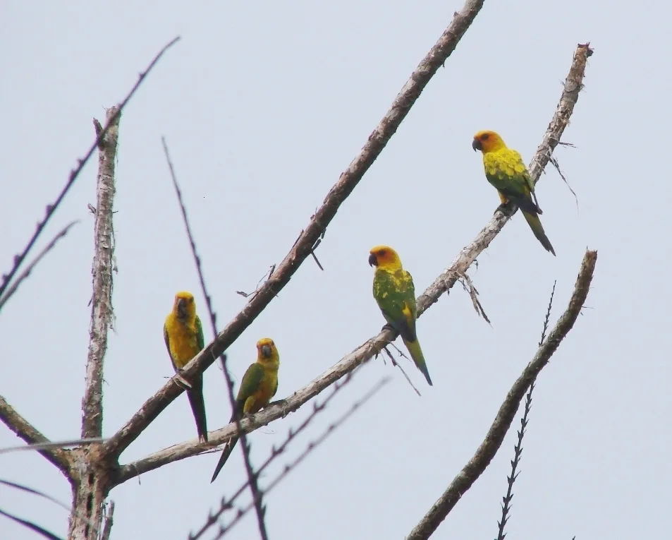 橙胸鹦哥(Aratinga maculata)