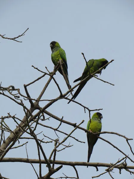 黑头鹦哥(Aratinga nenday)