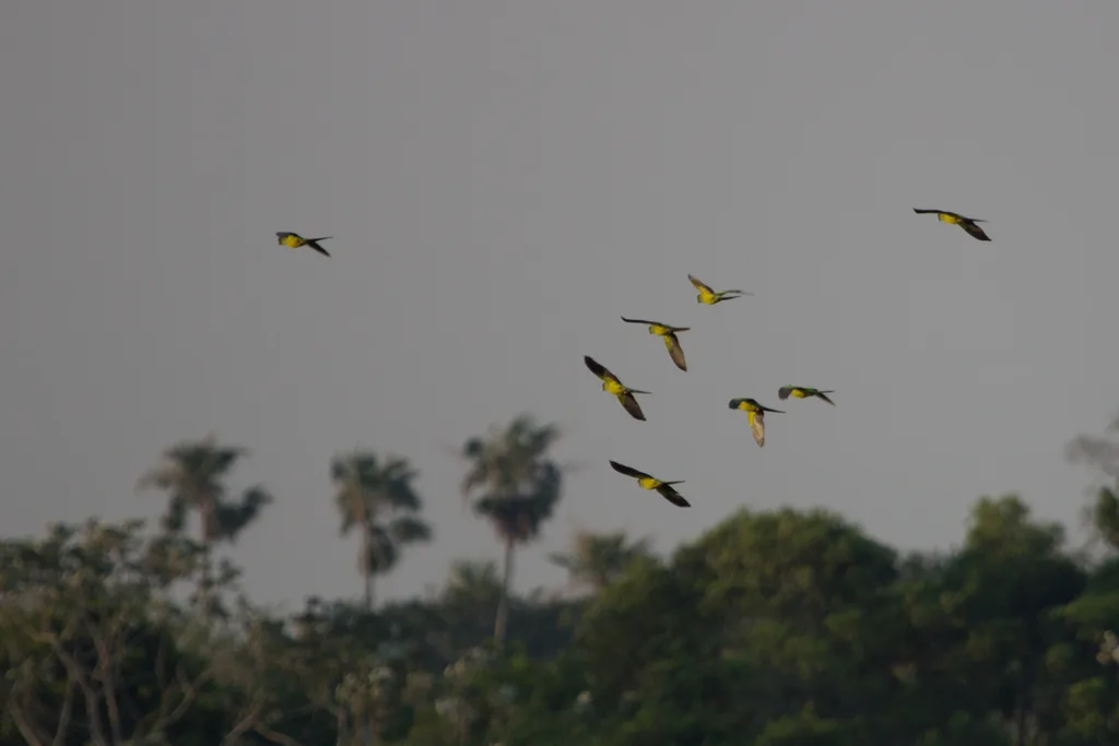 黑头鹦哥(Aratinga nenday)