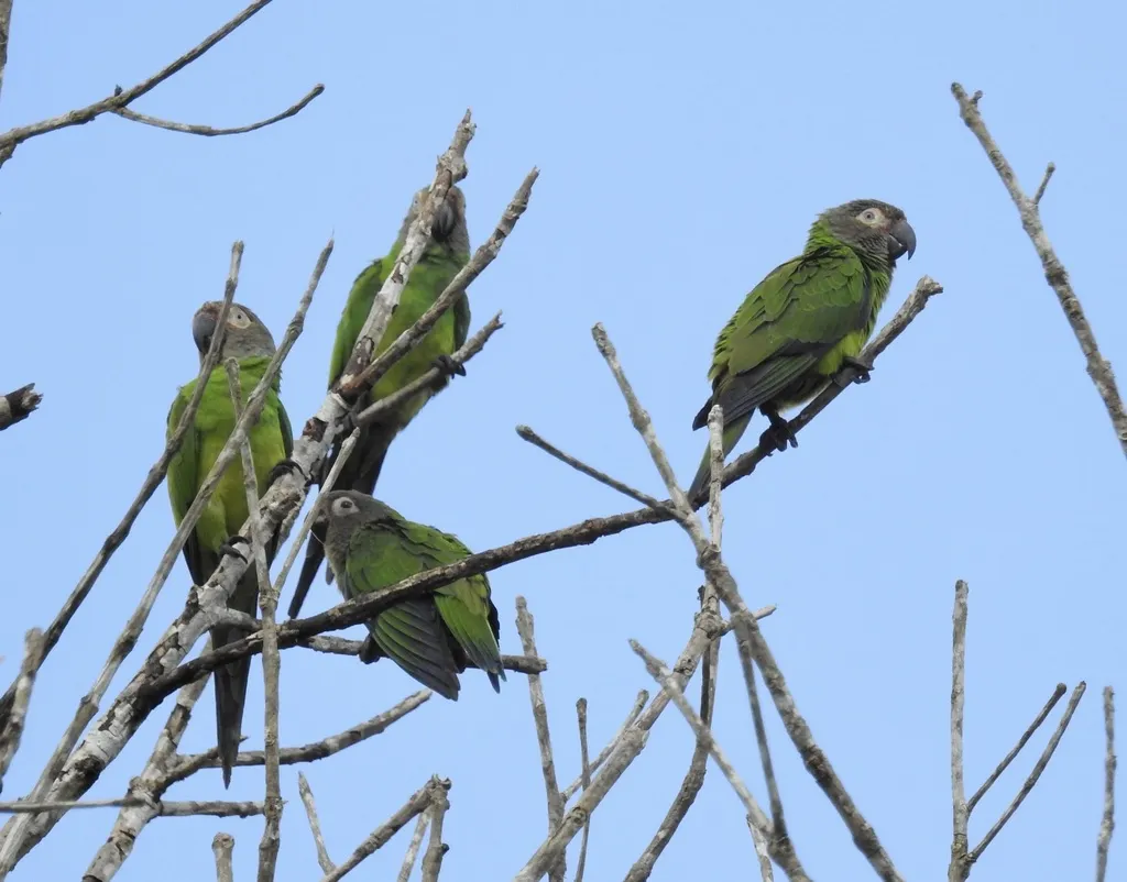 暗头鹦哥(Aratinga weddellii)
