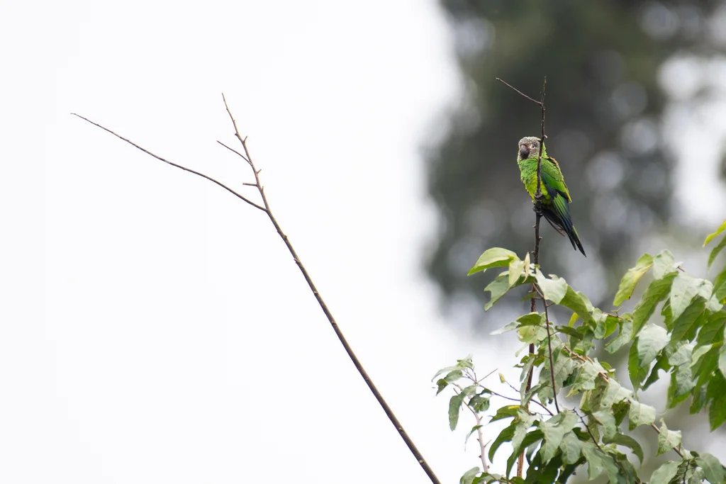 暗头鹦哥(Aratinga weddellii)