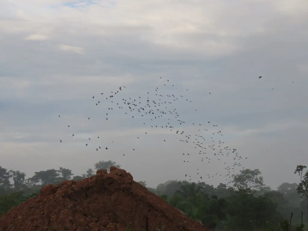 暗头鹦哥(Aratinga weddellii)