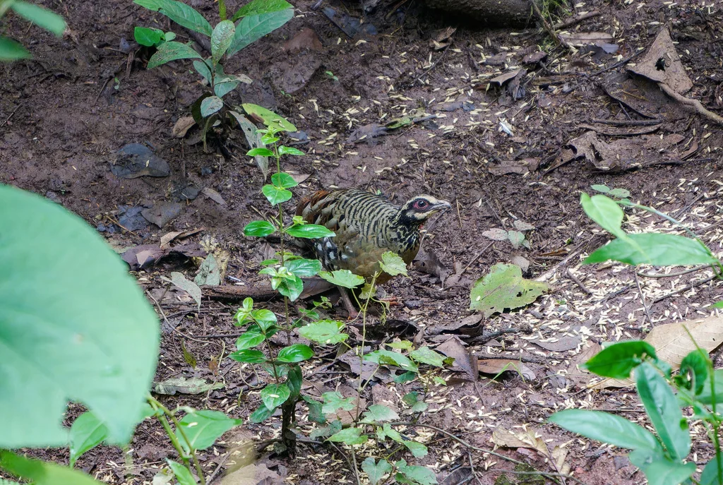 褐胸山鹧鸪(Arborophila brunneopectus)