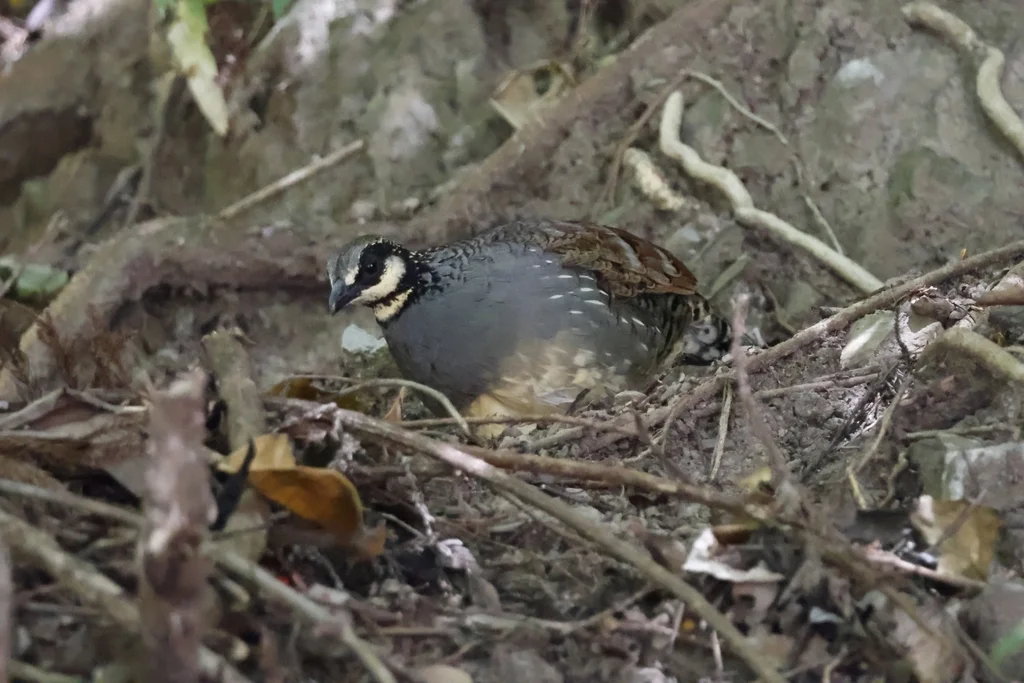 台湾山鹧鸪（Arborophila crudigularis）