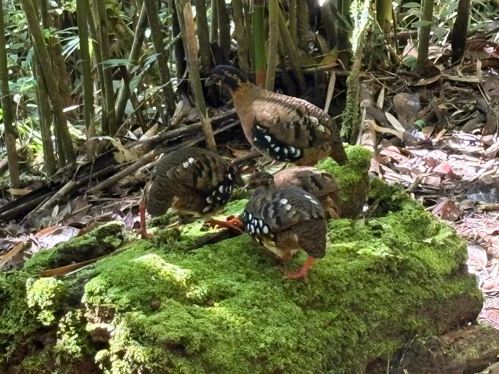 赤胸山鹧鸪(Arborophila hyperythra)