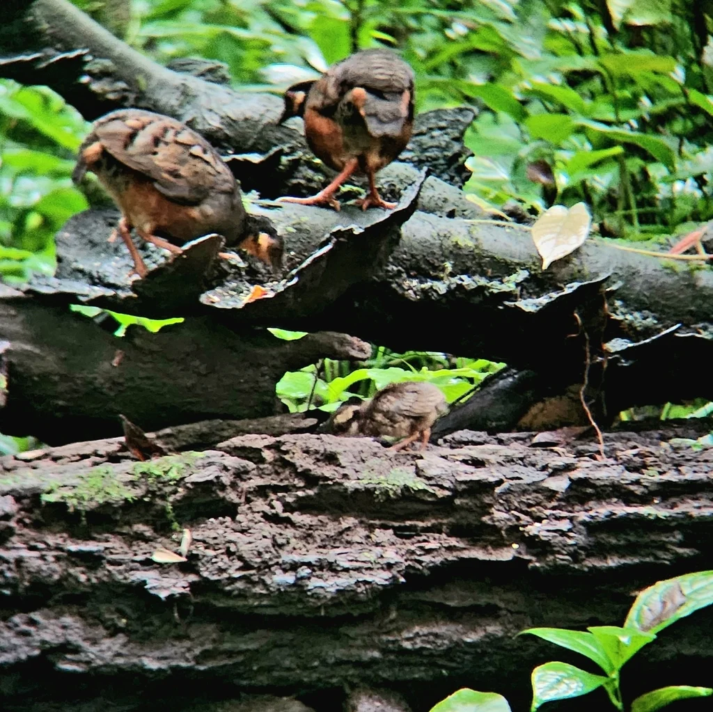 棕腹山鹧鸪(Arborophila javanica)