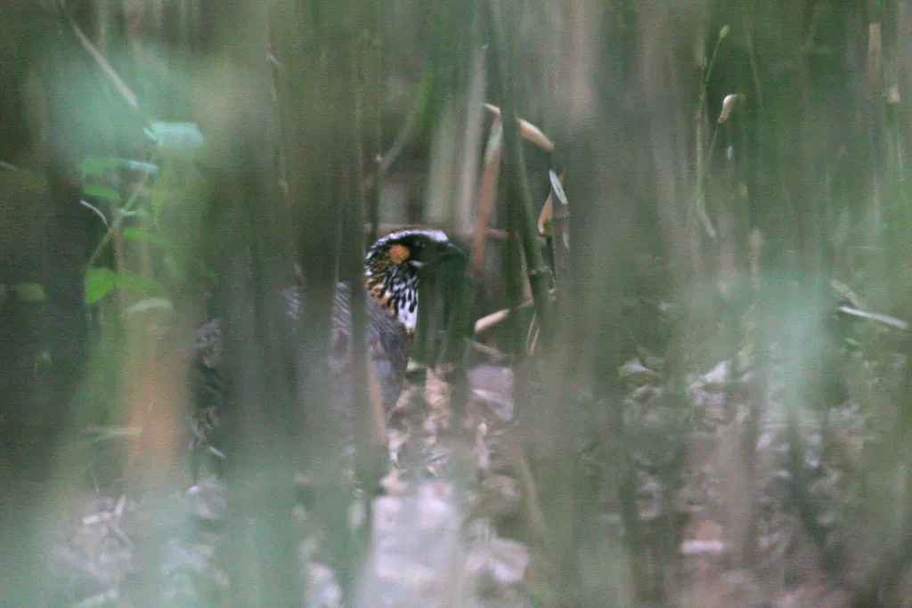 四川山鹧鸪(Arborophila rufipectus)