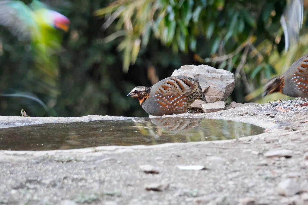 红喉山鹧鸪(Arborophila rufogularis)