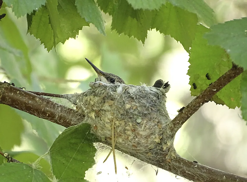 黑颏北蜂鸟(Archilochus alexandri)
