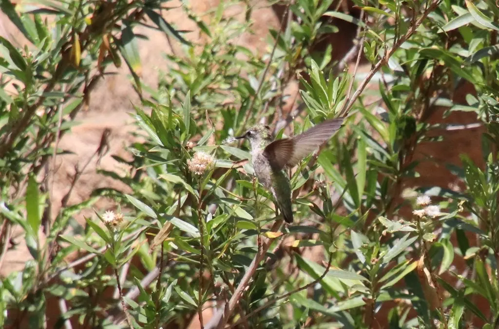 黑颏北蜂鸟(Archilochus alexandri)