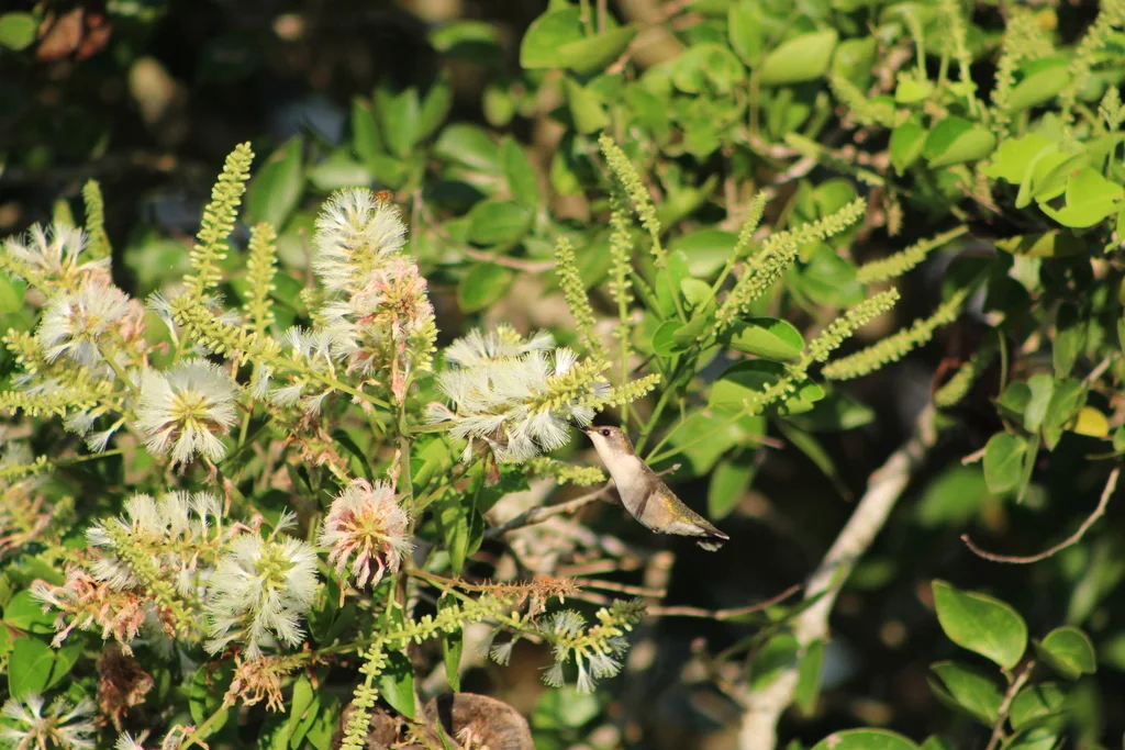 红喉北蜂鸟(Archilochus colubris)