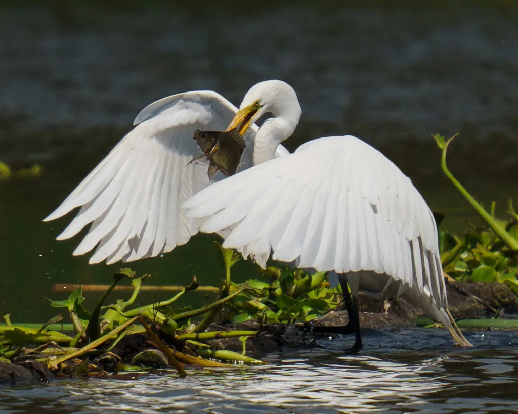 大白鹭(Ardea alba)