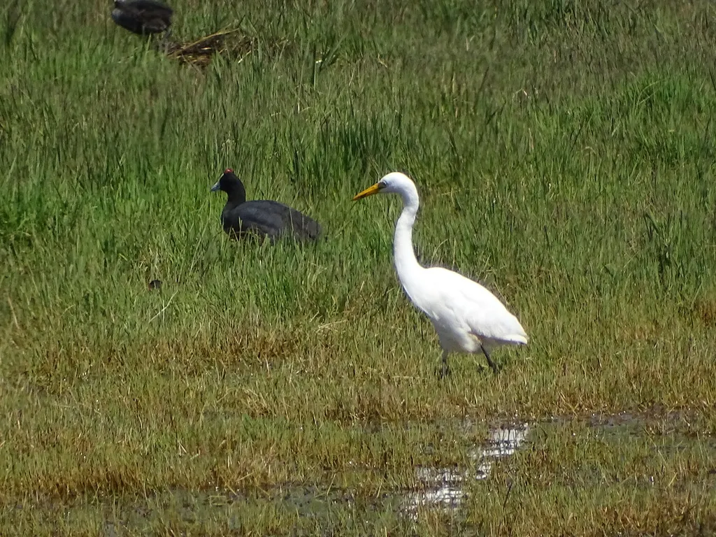 非洲中白鹭(Ardea brachyrhyncha)