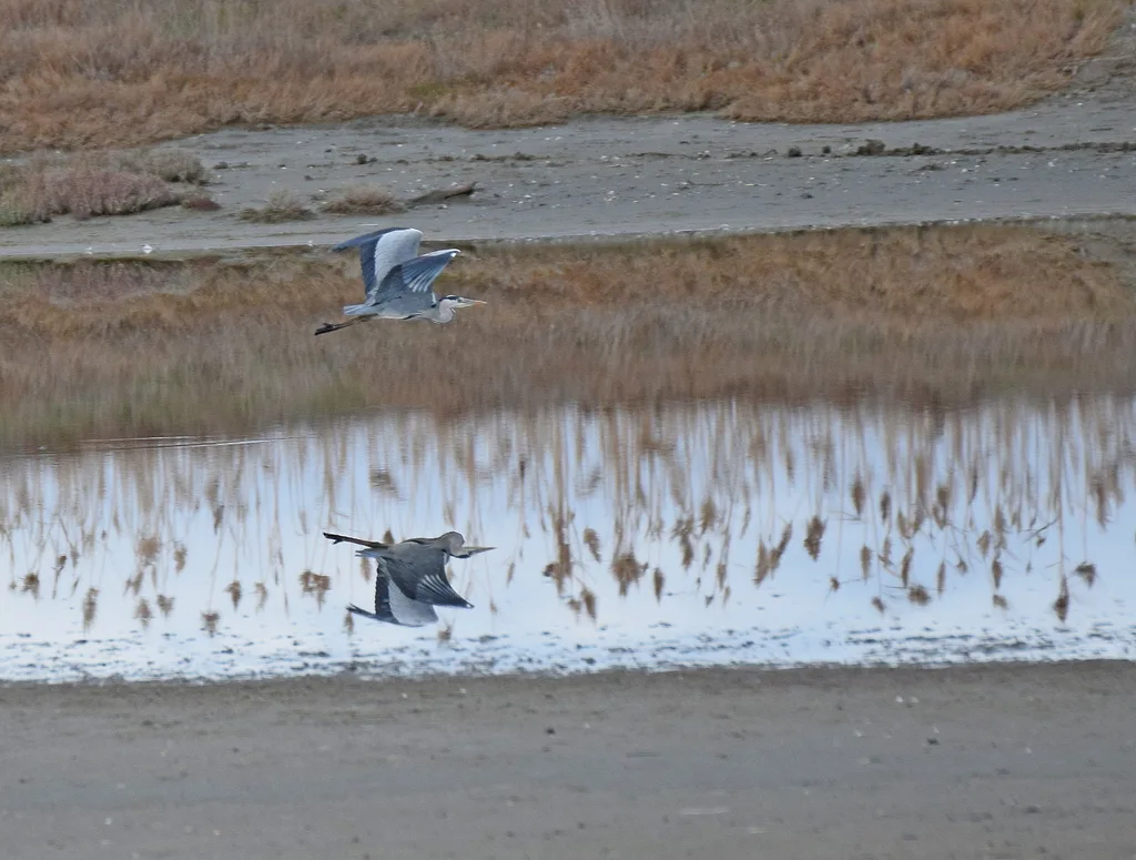 苍鹭(Ardea cinerea)