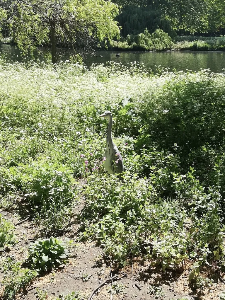 苍鹭(Ardea cinerea)