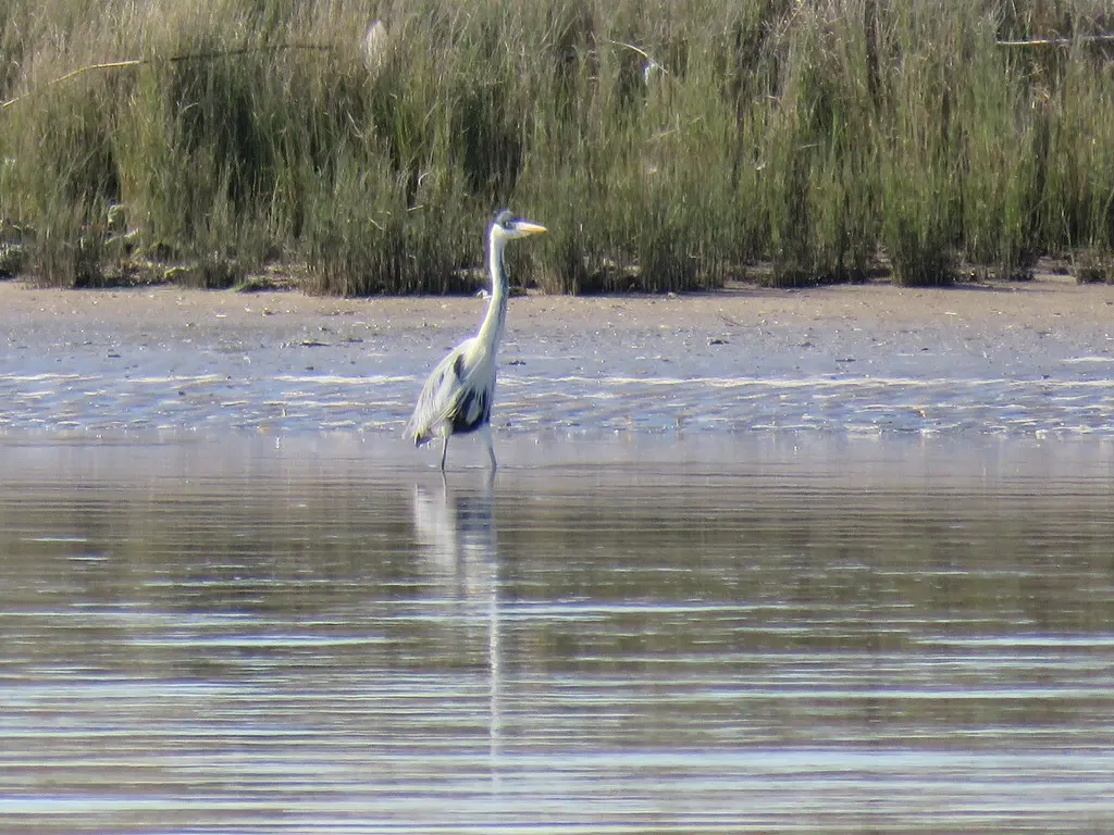 黑冠白颈鹭(Ardea cocoi)