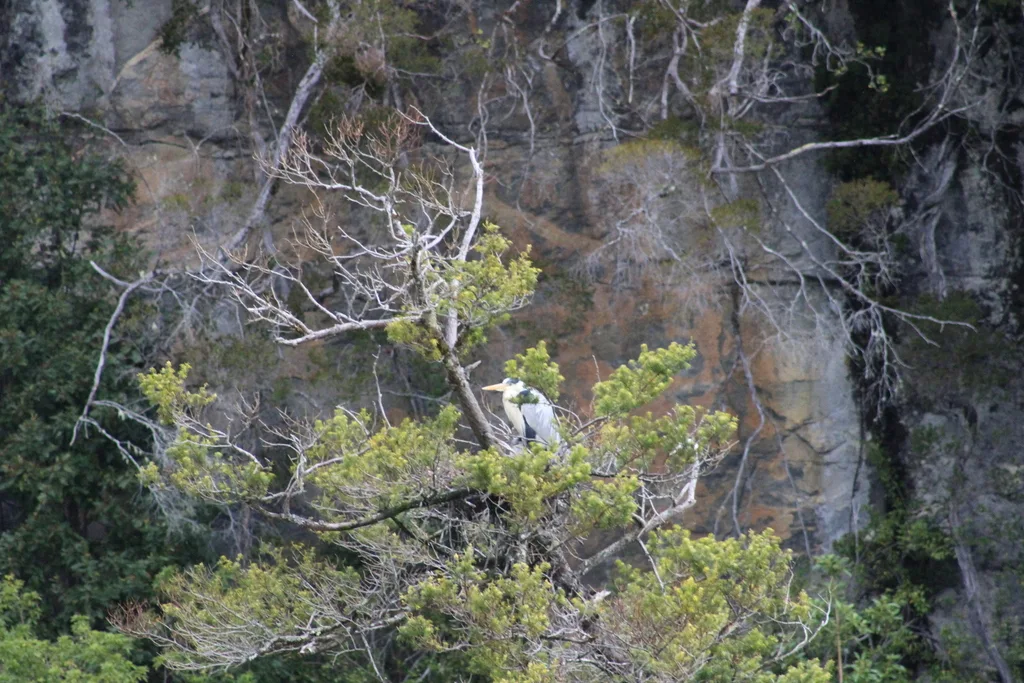 黑冠白颈鹭(Ardea cocoi)