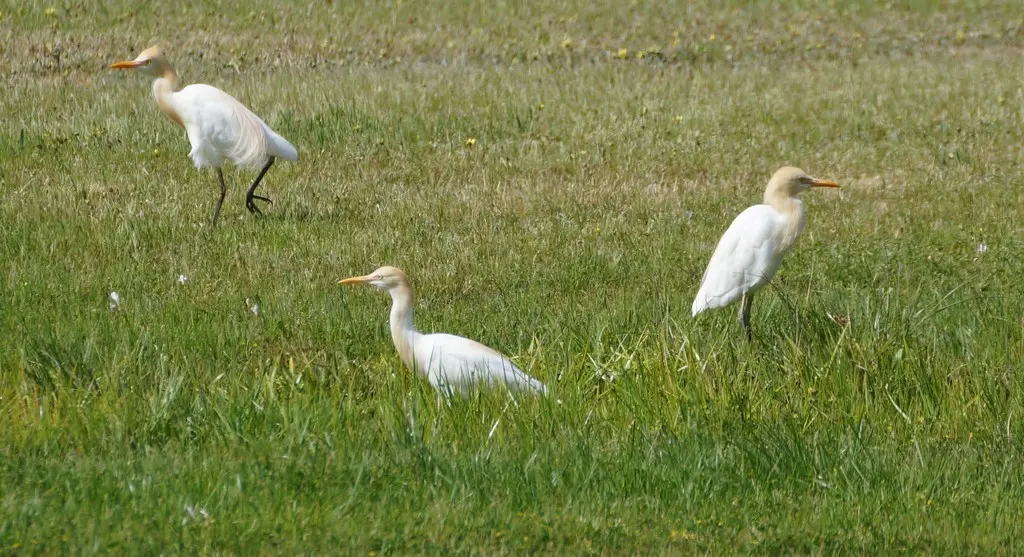 牛背鹭（Ardea coromanda）