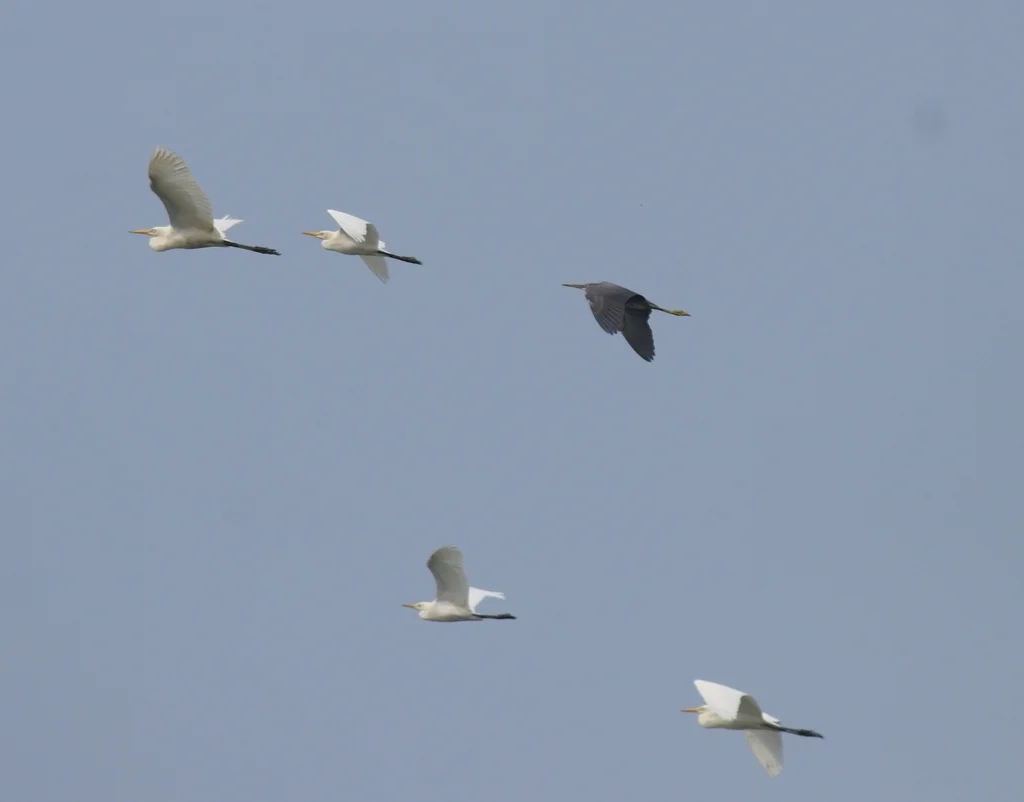 牛背鹭（Ardea coromanda）