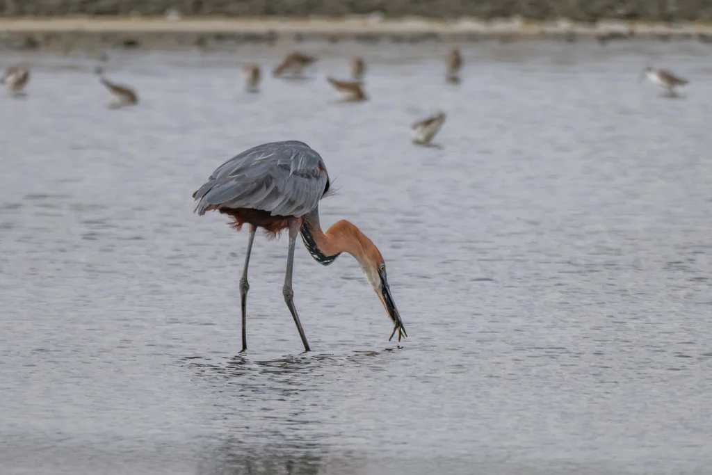巨鹭(Ardea goliath)