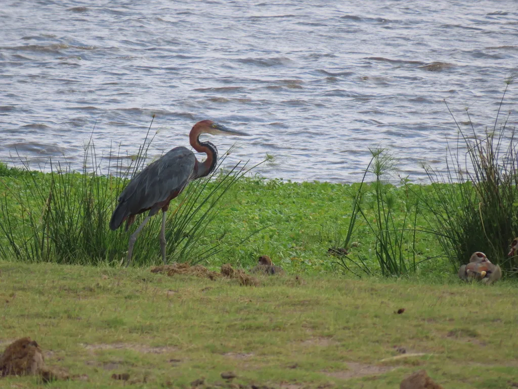 巨鹭(Ardea goliath)