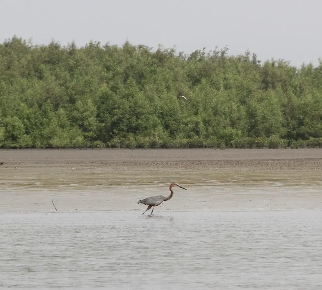 巨鹭(Ardea goliath)
