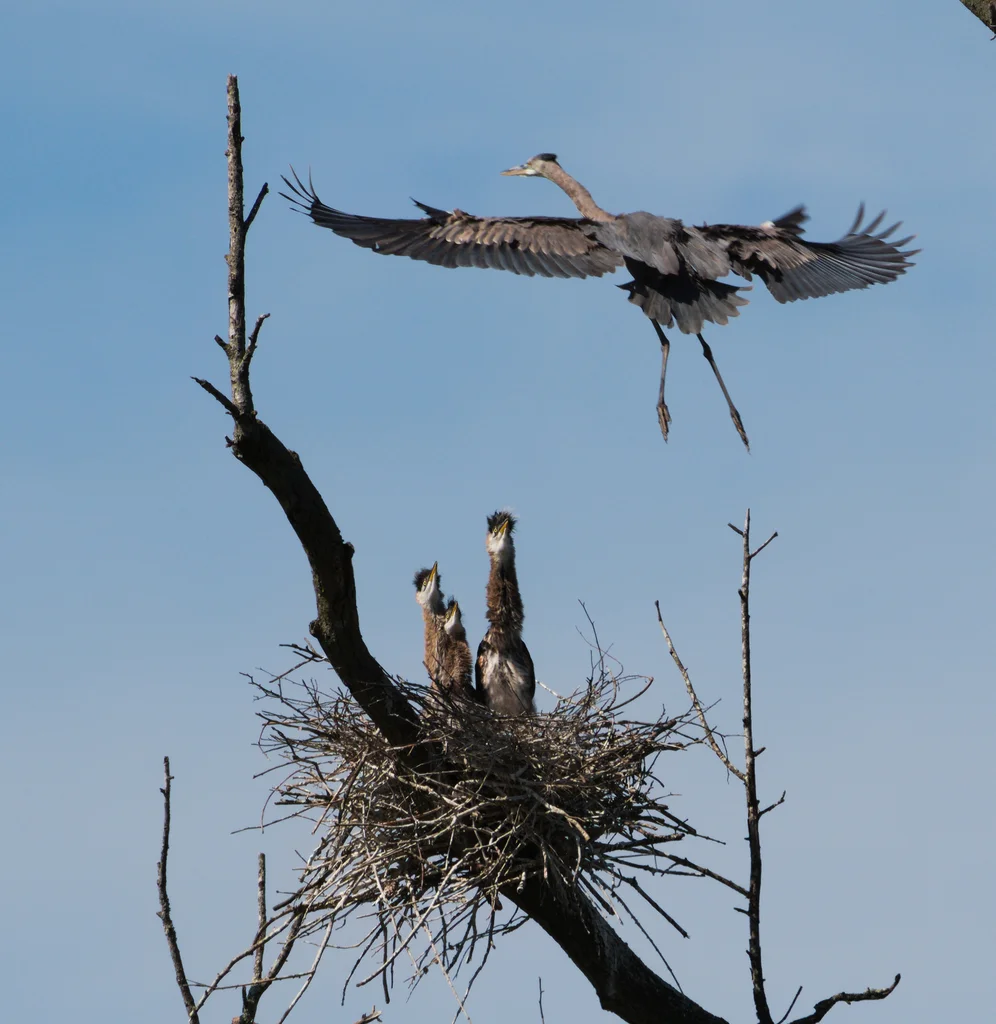 大蓝鹭(Ardea herodias)