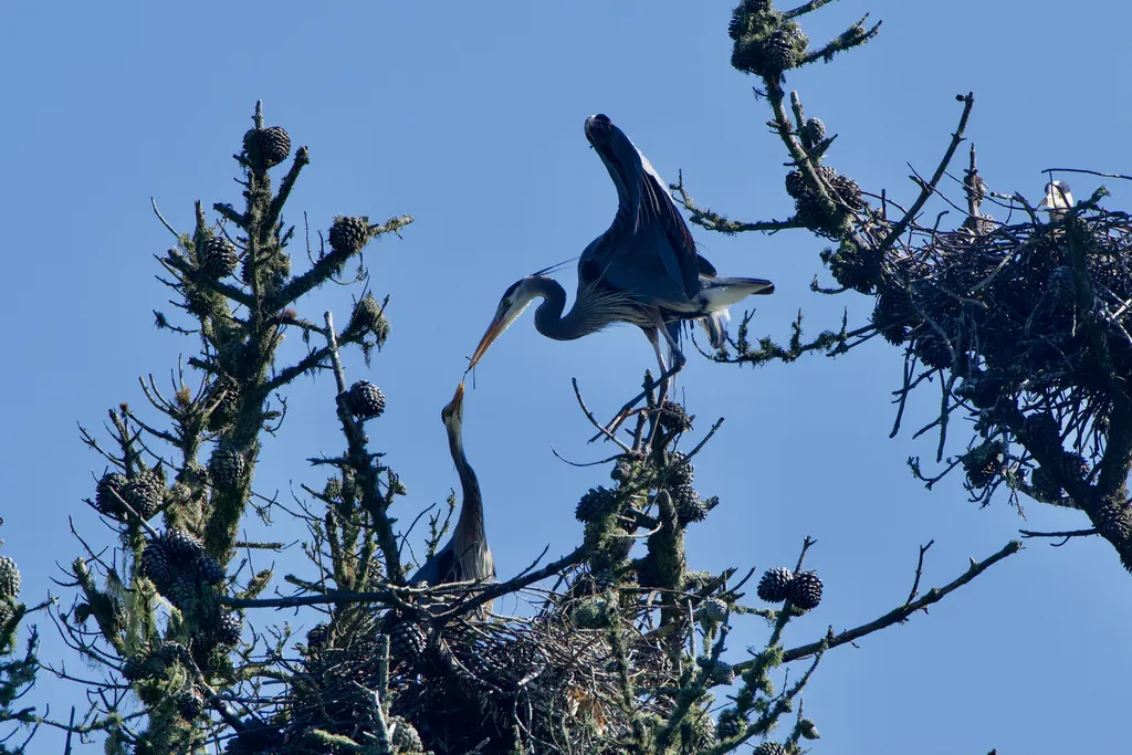 大蓝鹭(Ardea herodias)