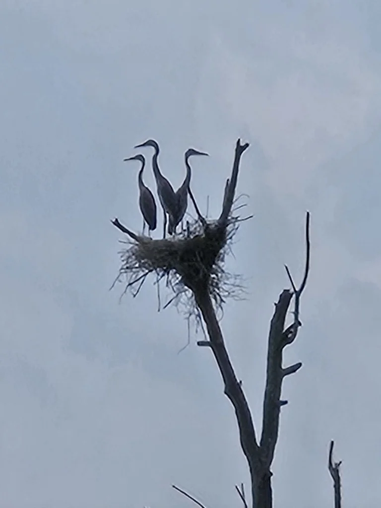 大蓝鹭(Ardea herodias)