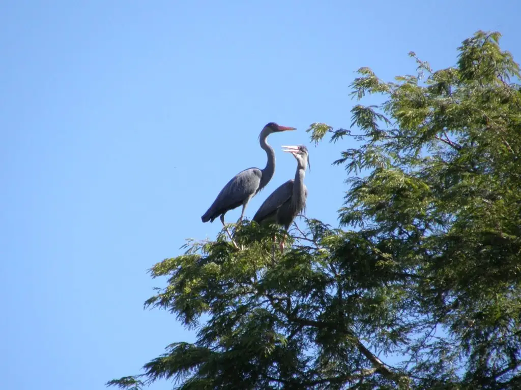 马岛鹭(Ardea humbloti)