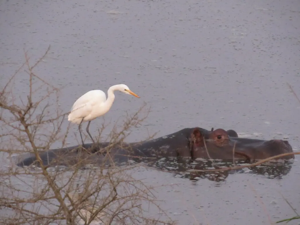 西牛背鹭(Ardea ibis)