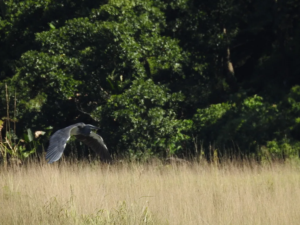 白腹鹭(Ardea insignis)