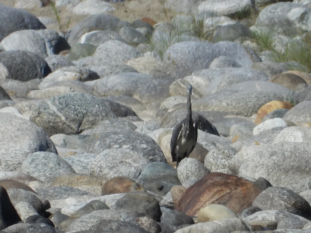 白腹鹭(Ardea insignis)