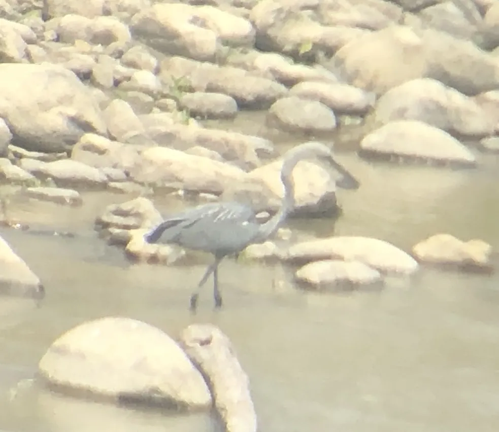 白腹鹭(Ardea insignis)