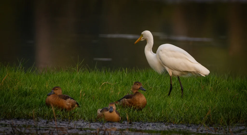 中白鹭（Ardea intermedia）