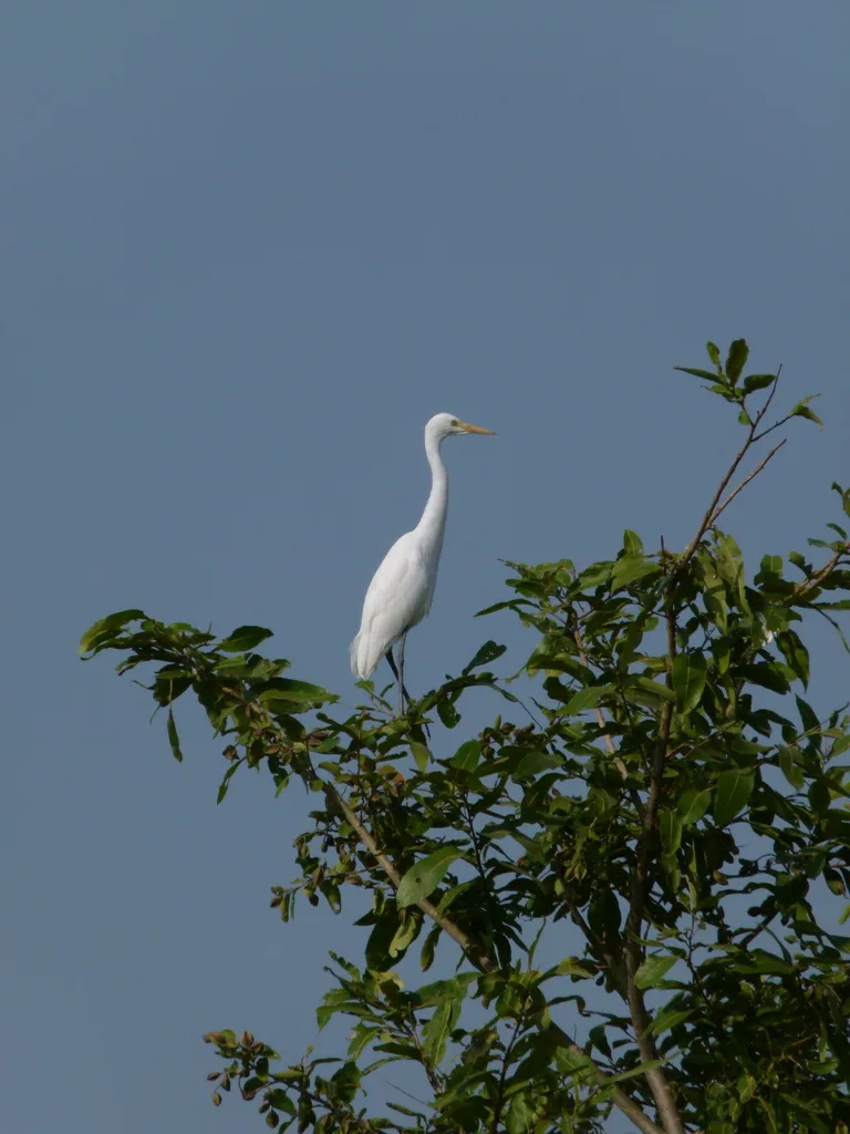 中白鹭（Ardea intermedia）