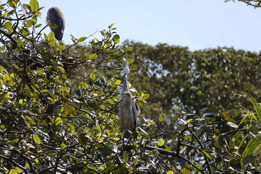 黑头鹭(Ardea melanocephala)