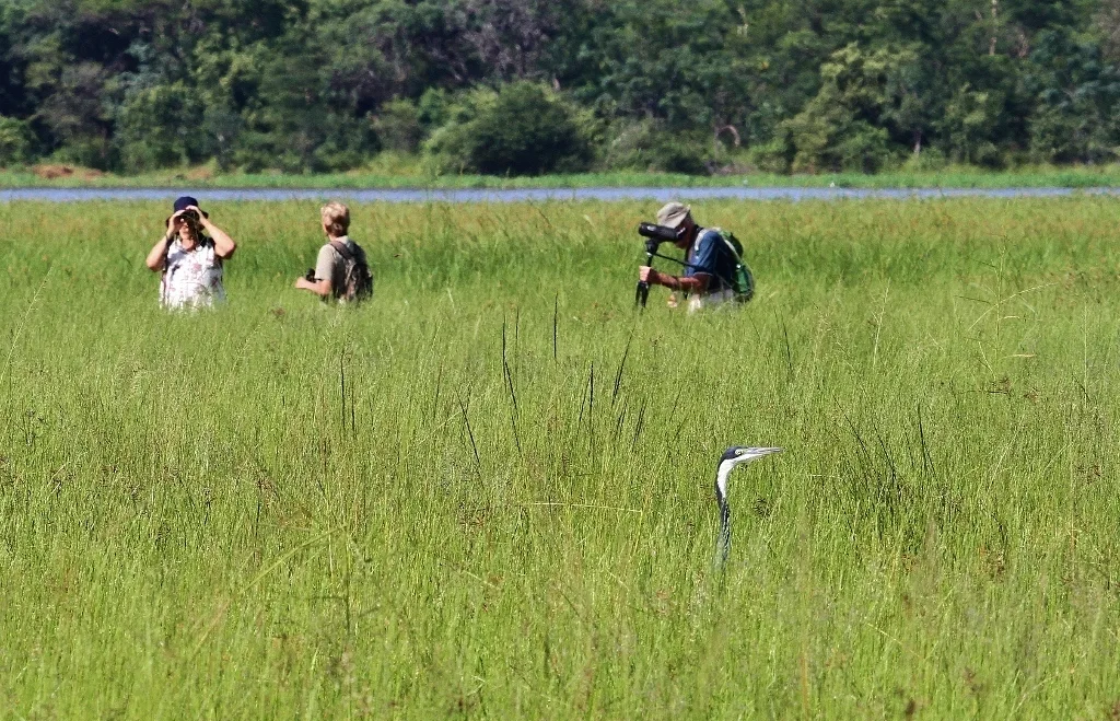 黑头鹭(Ardea melanocephala)