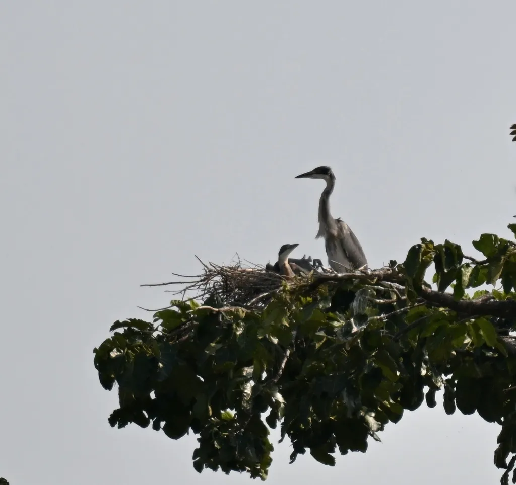 黑头鹭(Ardea melanocephala)
