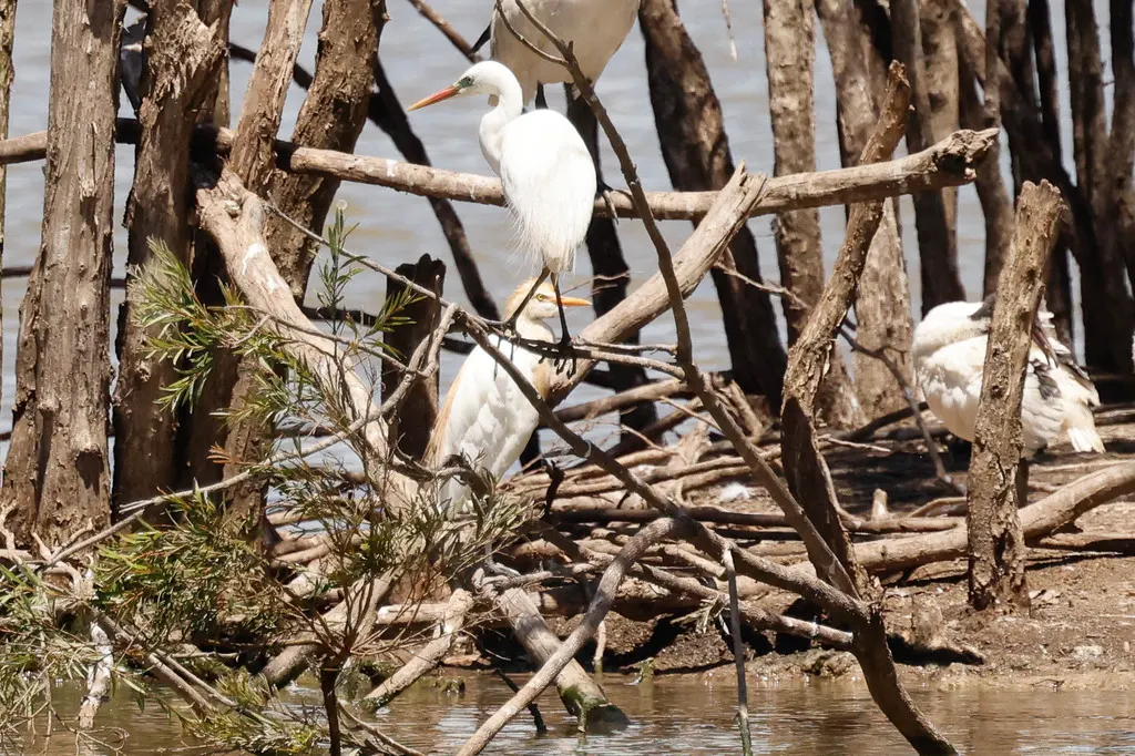 澳洲中白鹭(Ardea plumifera)