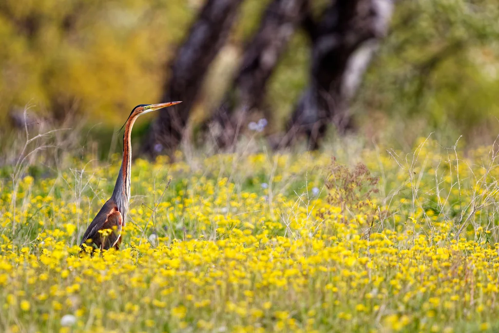 草鹭(Ardea purpurea)