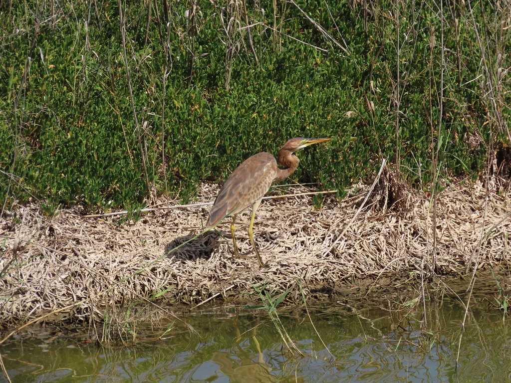 草鹭(Ardea purpurea)