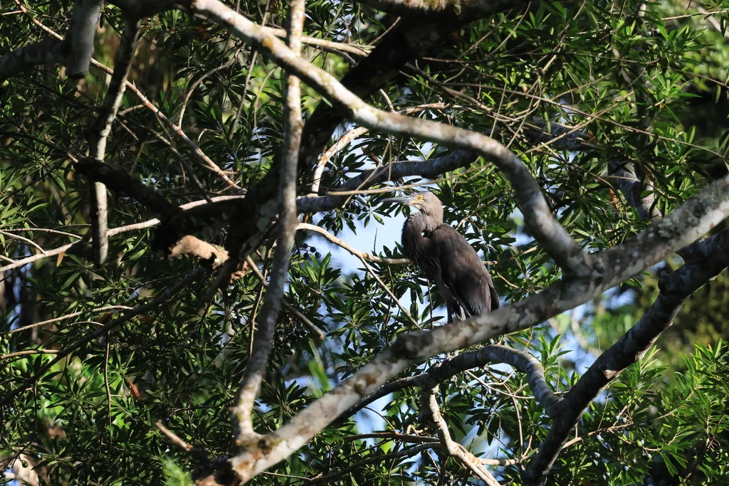大嘴鹭（Ardea sumatrana）
