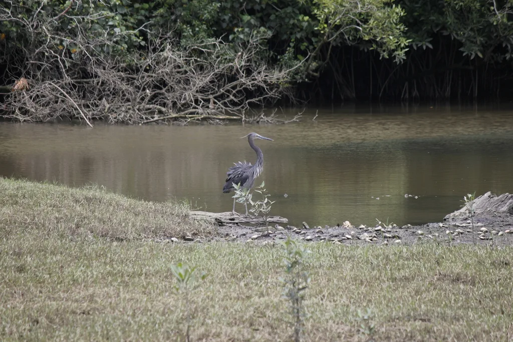 大嘴鹭（Ardea sumatrana）