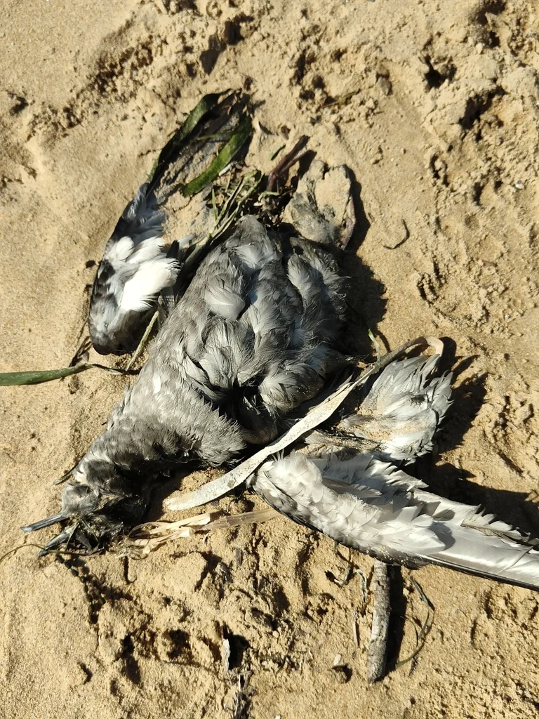 短尾鹱(Ardenna tenuirostris)