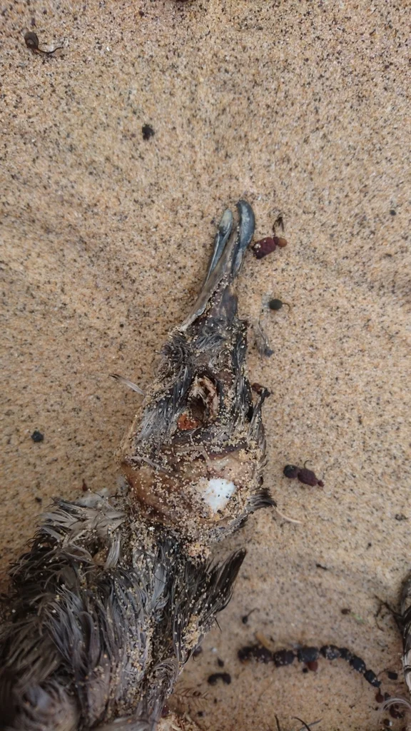 短尾鹱(Ardenna tenuirostris)