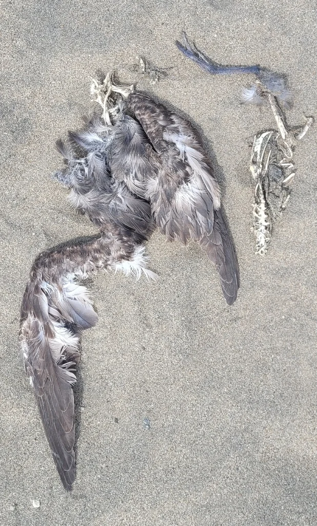 短尾鹱(Ardenna tenuirostris)