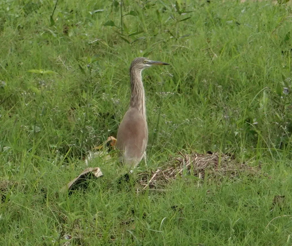 印度池鹭(Ardeola grayii)