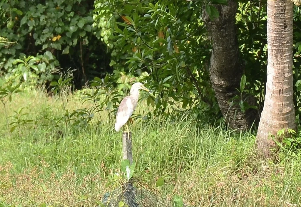 印度池鹭(Ardeola grayii)