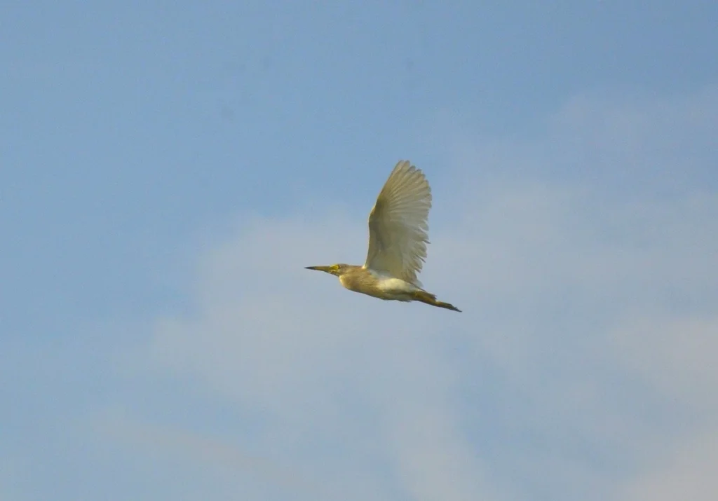 印度池鹭(Ardeola grayii)